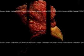 Foto 0725: Muestra Anual 2008